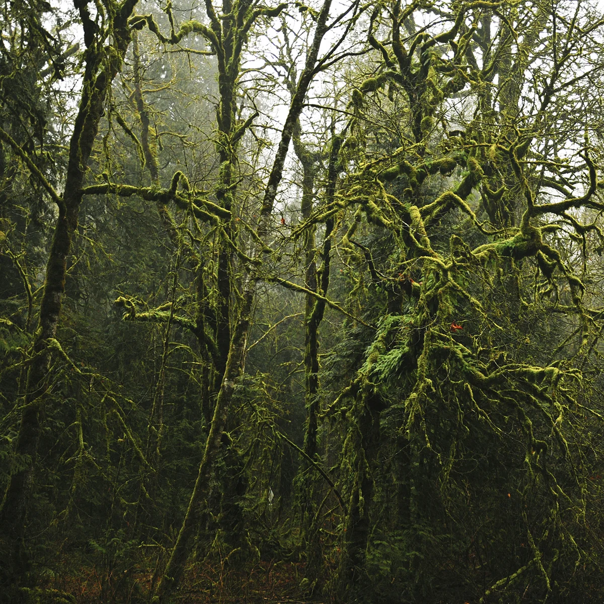 kanada_tree_.jpg
