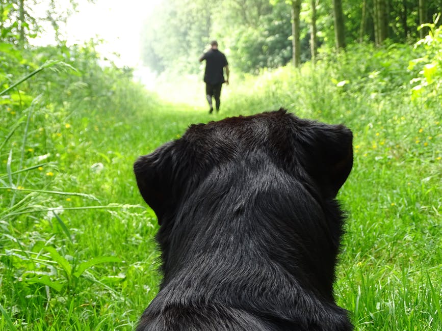 man on path with down stay dog.jpeg