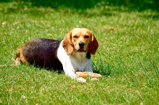 beagle.jpeg