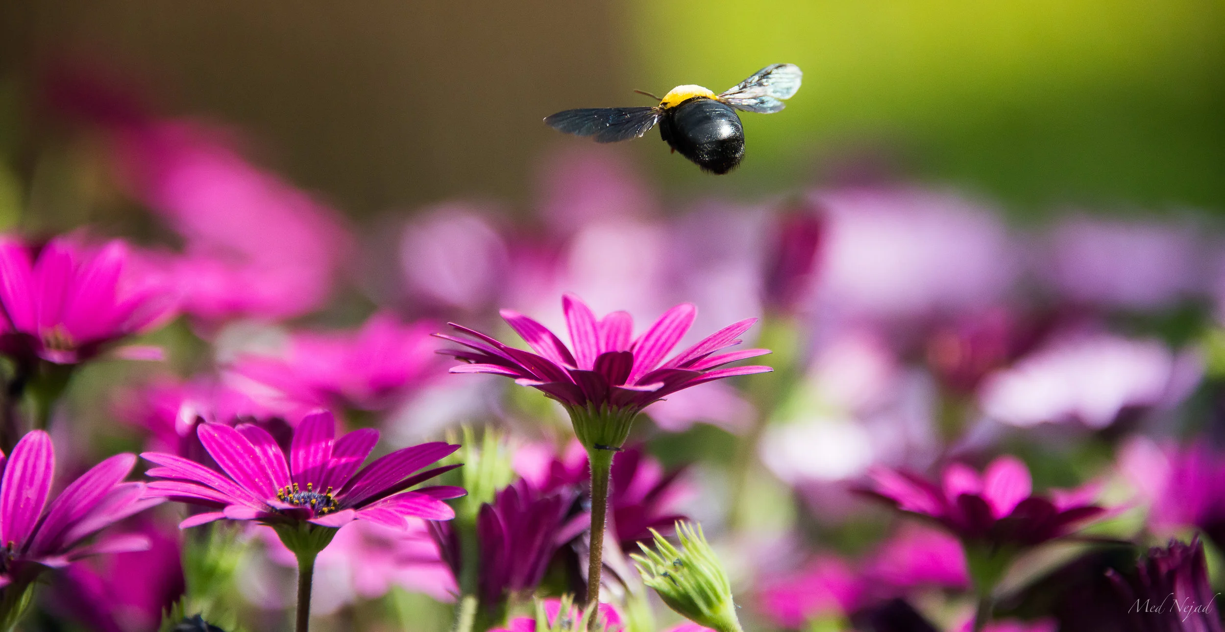 Carpenter Bee Preparing to Land!