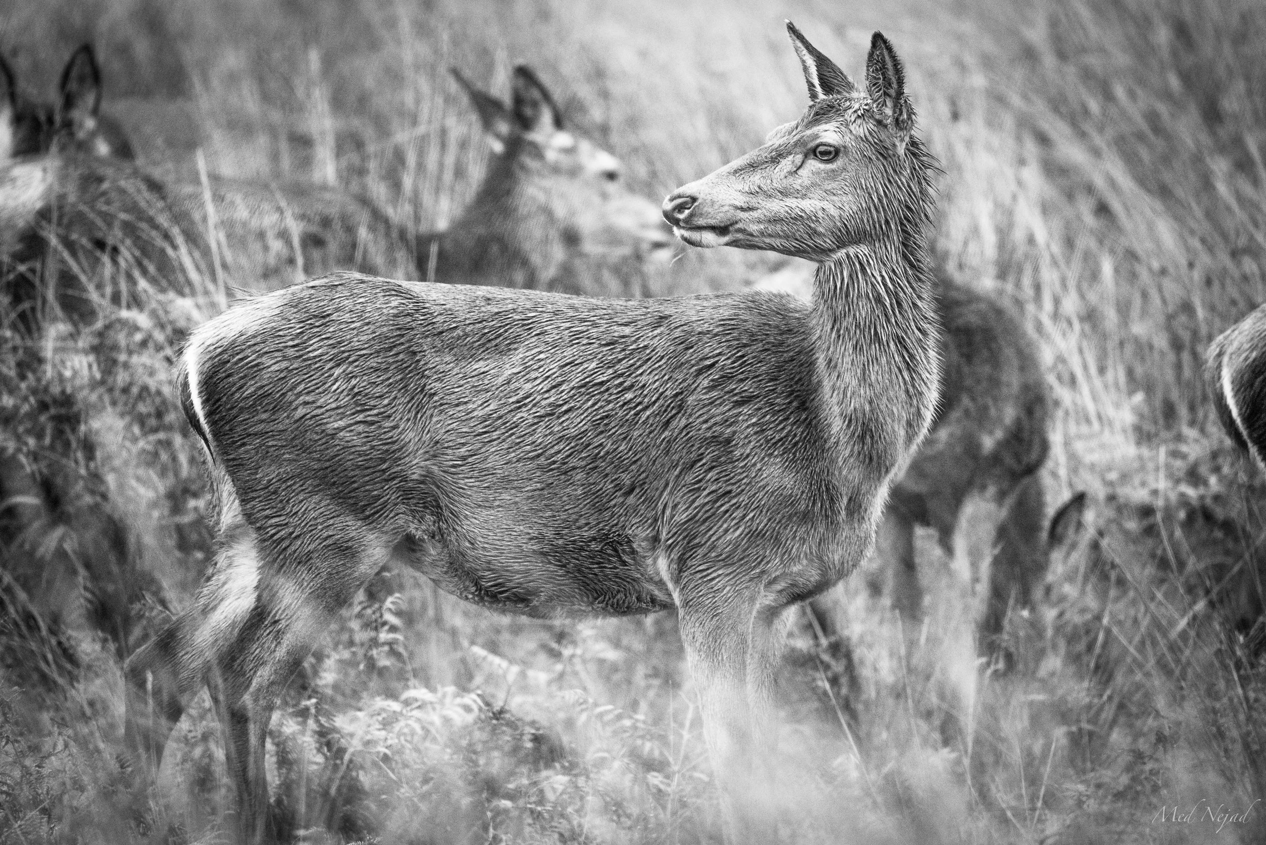 Deer Family