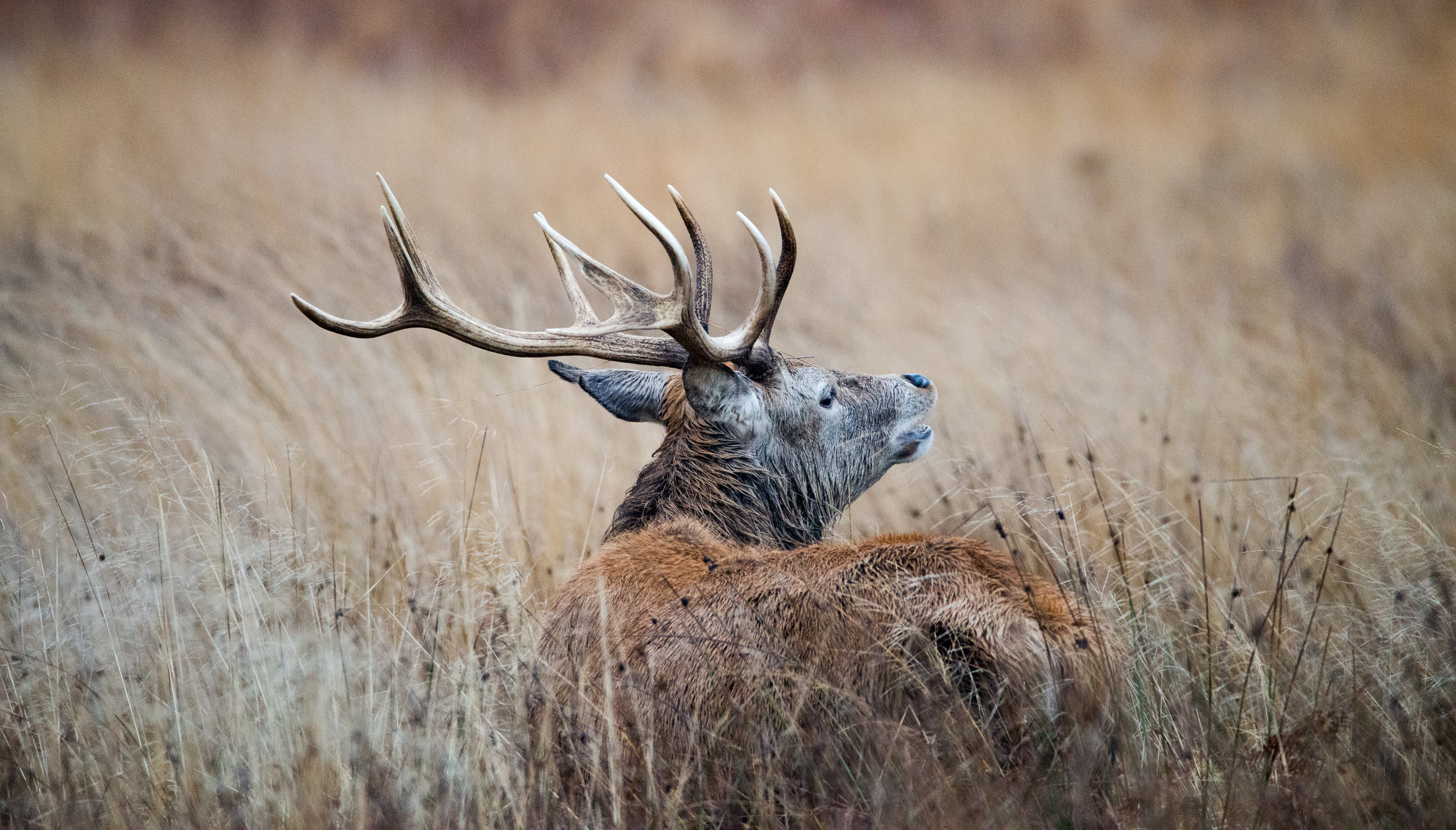 Nikon D800, Sigma 150-600mm, Focal length: 600mm, ISO 5000, f/6.3