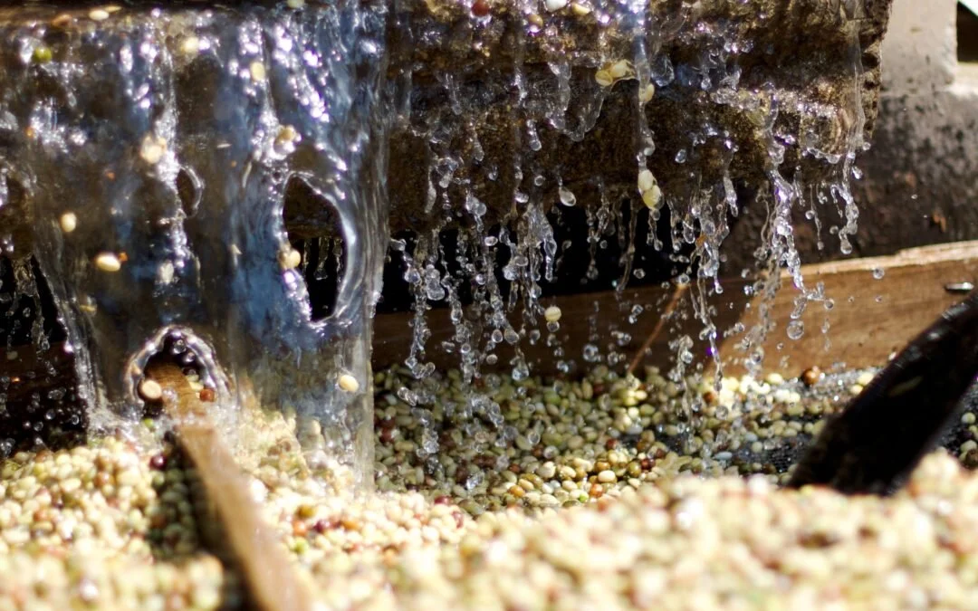 washed-process-coffee-beans.jpg