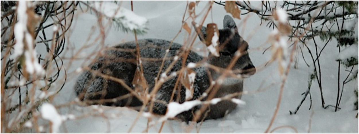 Sitka blacktail deer in winter (Odocoileus hemionus sitkensis)
