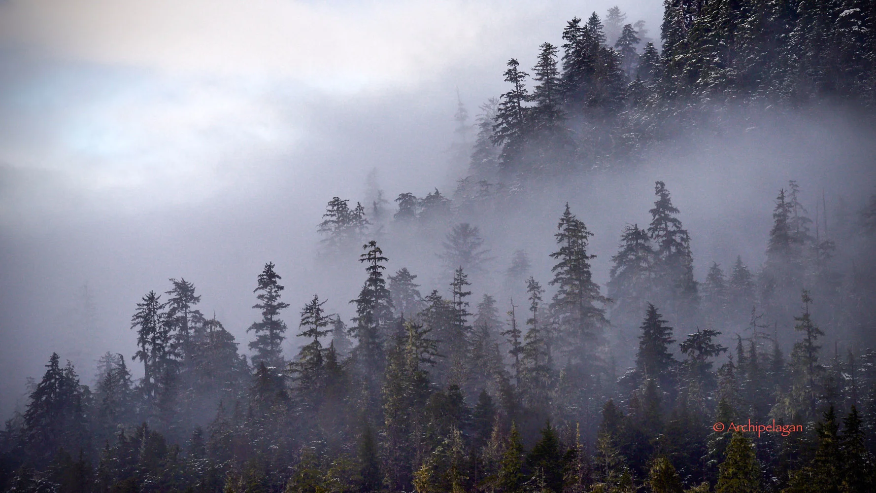 mist in trees.jpg