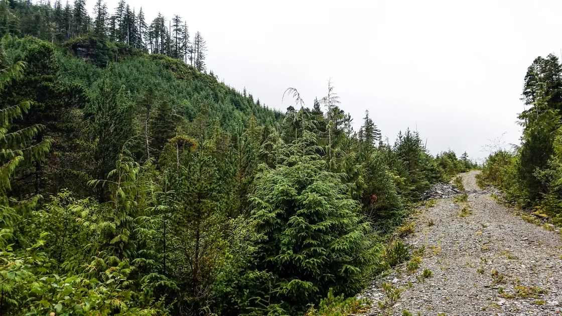 The Roadless Rule, enacted in the last days of the Clinton administration after a lengthy public process, prohibits road construction in "inventoried roadless areas" greater than 5,000 acres because roads "have the greatest likelihood of altering and fragmenting landscapes, resulting in immediate, long-term loss of roadless area values and characteristics.”