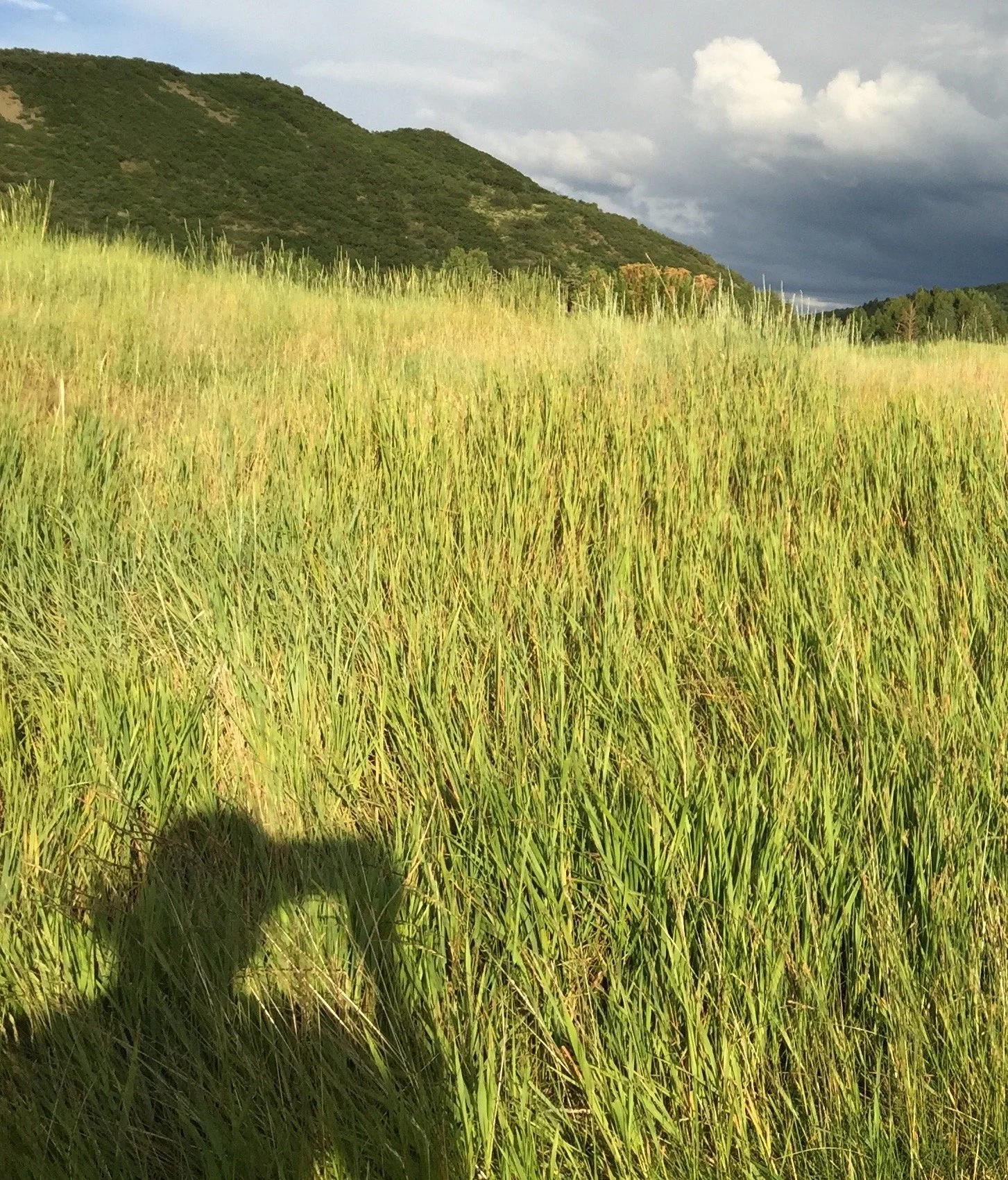snowmass field sun shadow copy 3.jpg