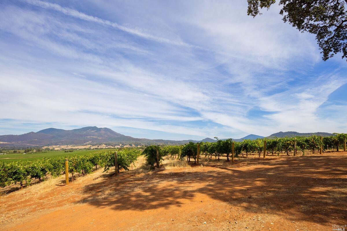 Brandt Ranch Vineyard View 3.jpg