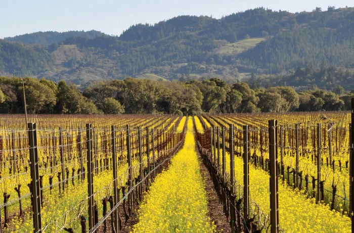 Ferrington_-Vineyard_in_spring-700x461.jpg