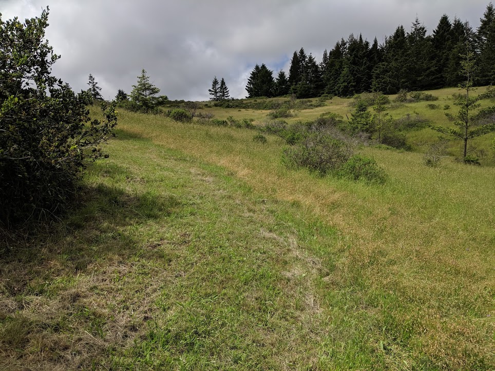 Lower portion of upper meadow looking toward Fitzpatricks Lane.
