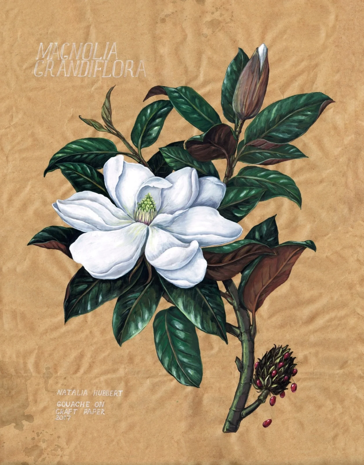 Botanical_Magnolia_NH.jpg