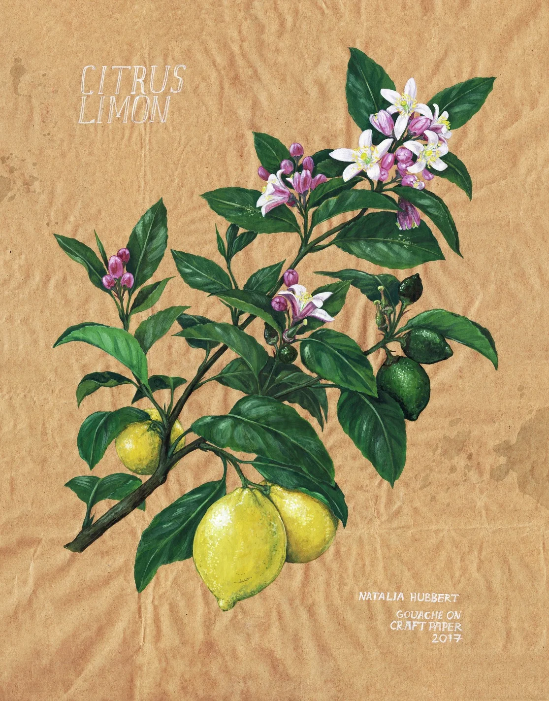 Botanical_Limon_NH.jpg