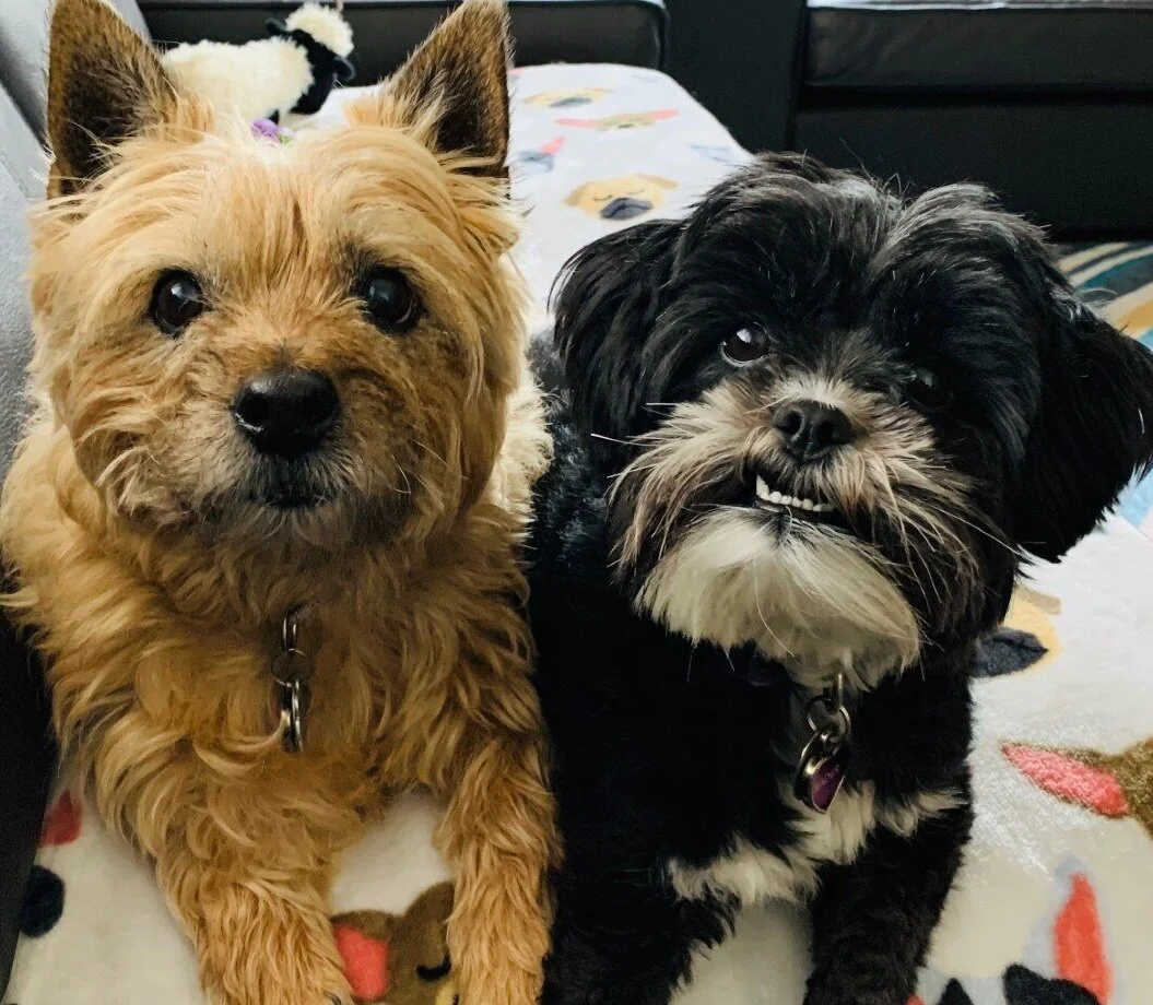Puppy Mind and other challenges in beginning a mindfulness meditation practice