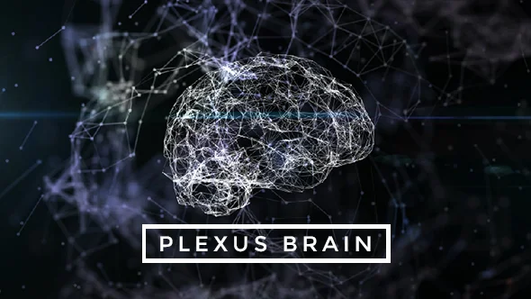 590_brain_08.jpg