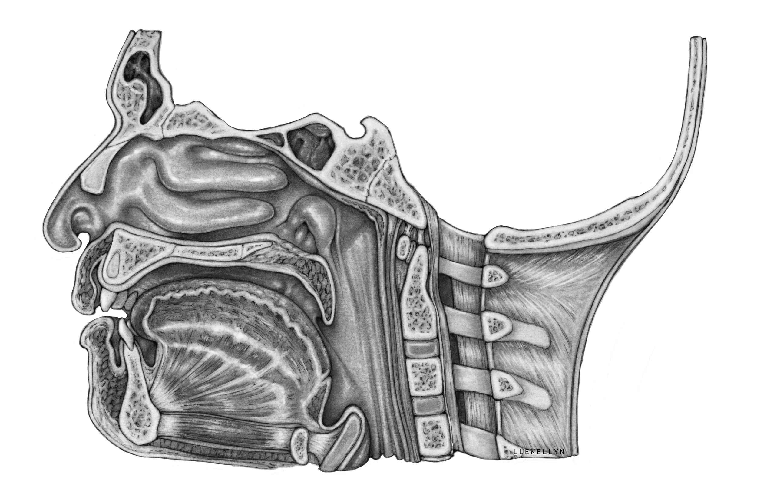 Midsaggital section of the head
