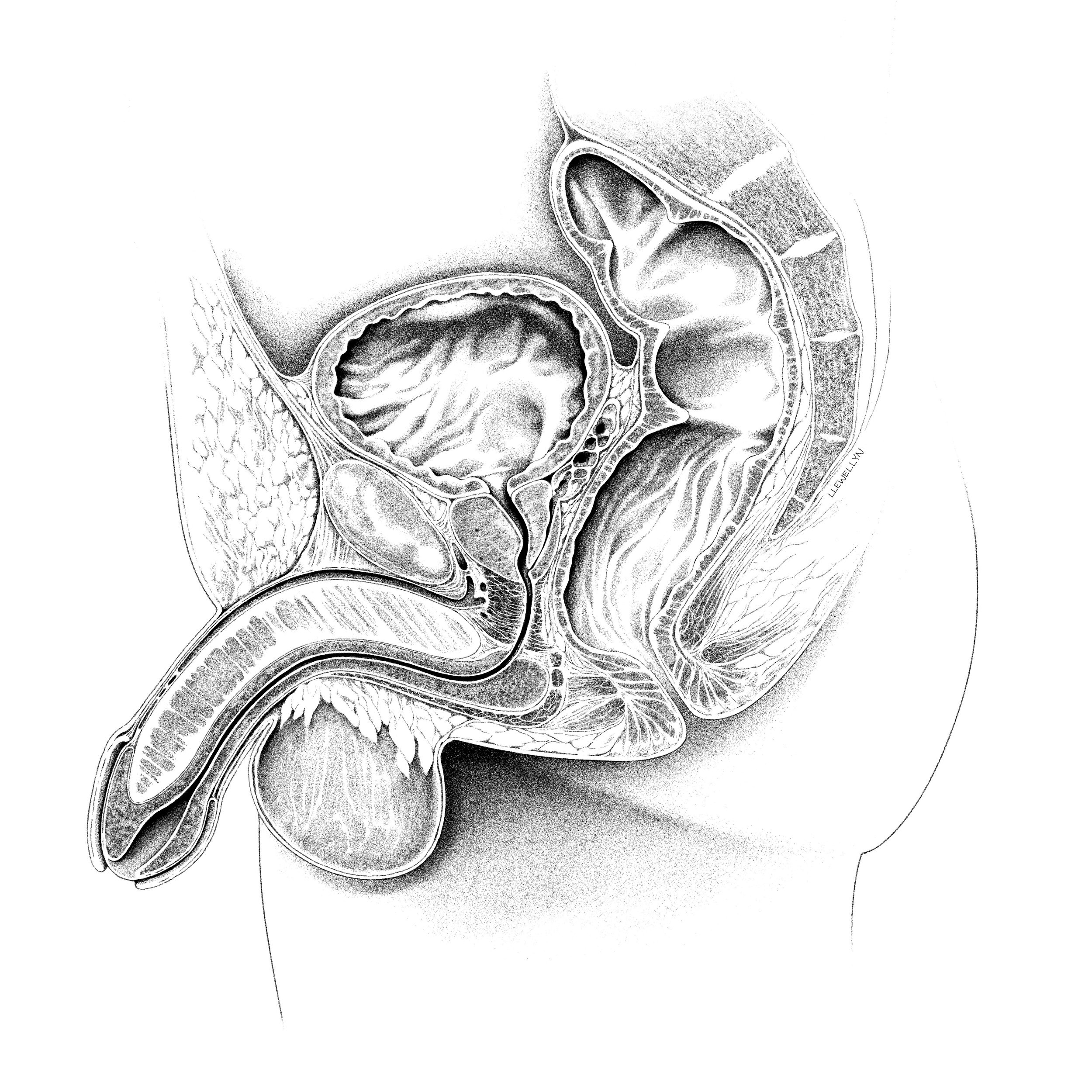 Pelvic anatomy