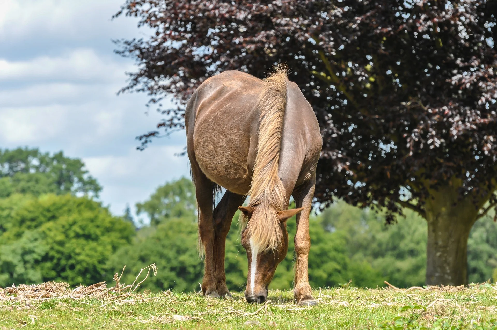 new-forest-pony-2611813_1920.jpg