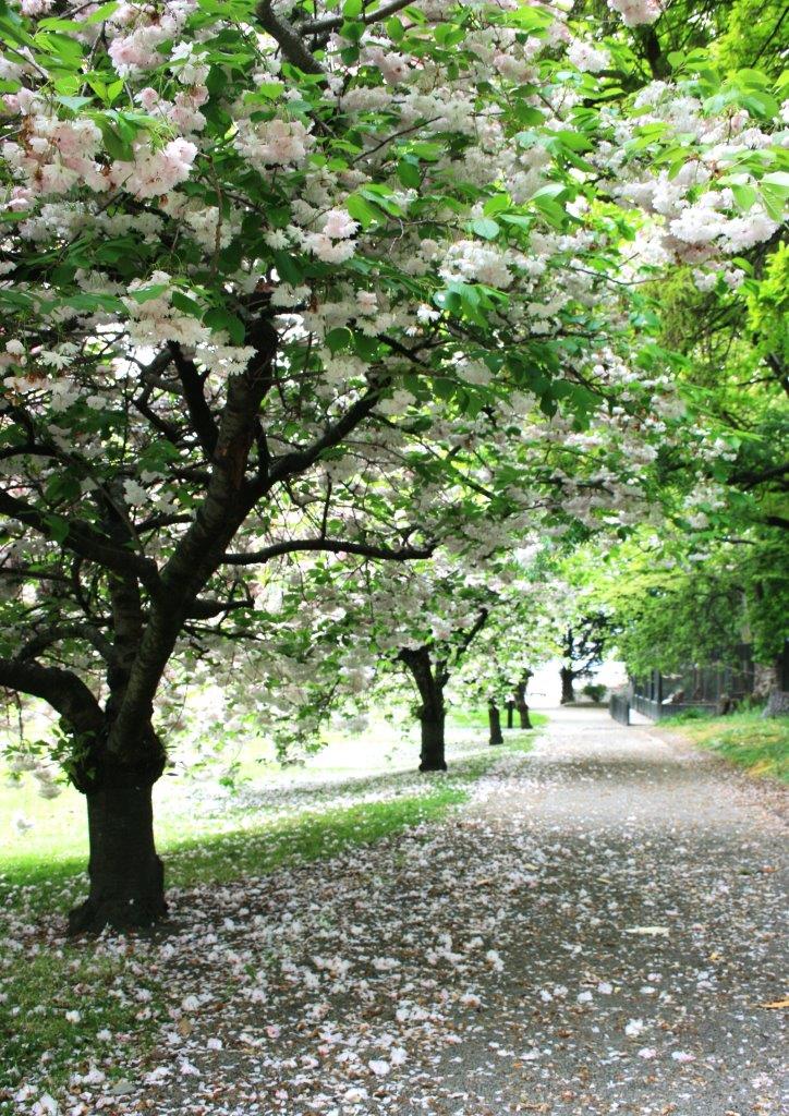 Flowering cherry - Prunus shimidsu sakura Image Via: https://easybigtrees.co.nz/product/prunus-serrulata-shimidsu-sakura/prunus-shimidsu-sakura-oamaru/