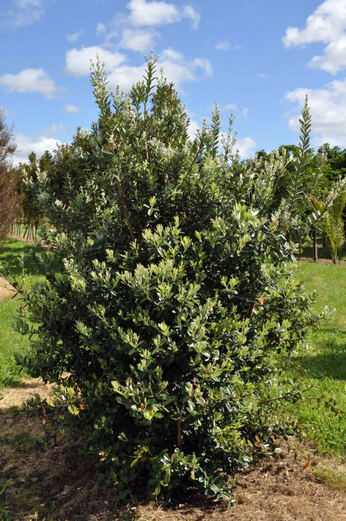 NZ Native Tree - Houpara pseudopanax lessonii Image via: https://takana.co.nz/portfolio-item/horopito-pseudowintera-colorata/