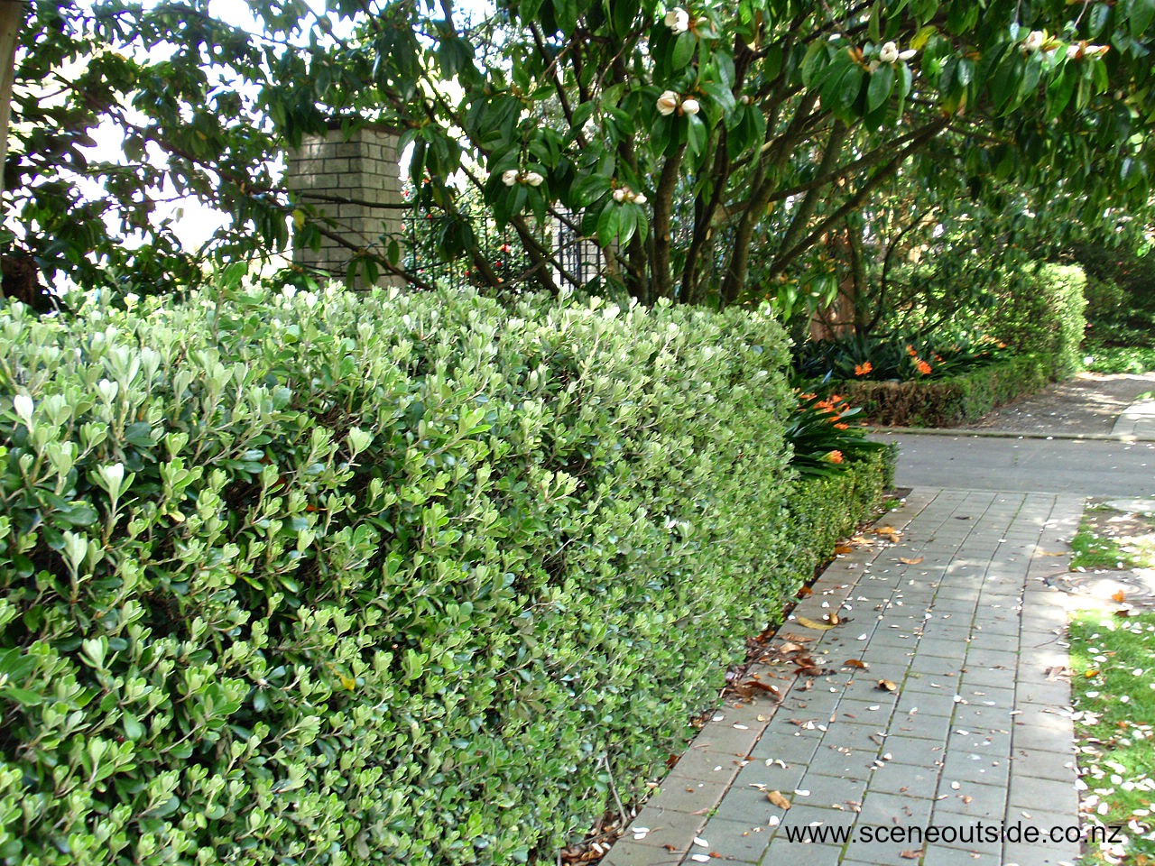 NZ Native Shrub/Hedge - Pittosporum crassifolium karo Image Via: http://aboutgardendesign.com/plant-guide/item/pittosporum-crassifolium