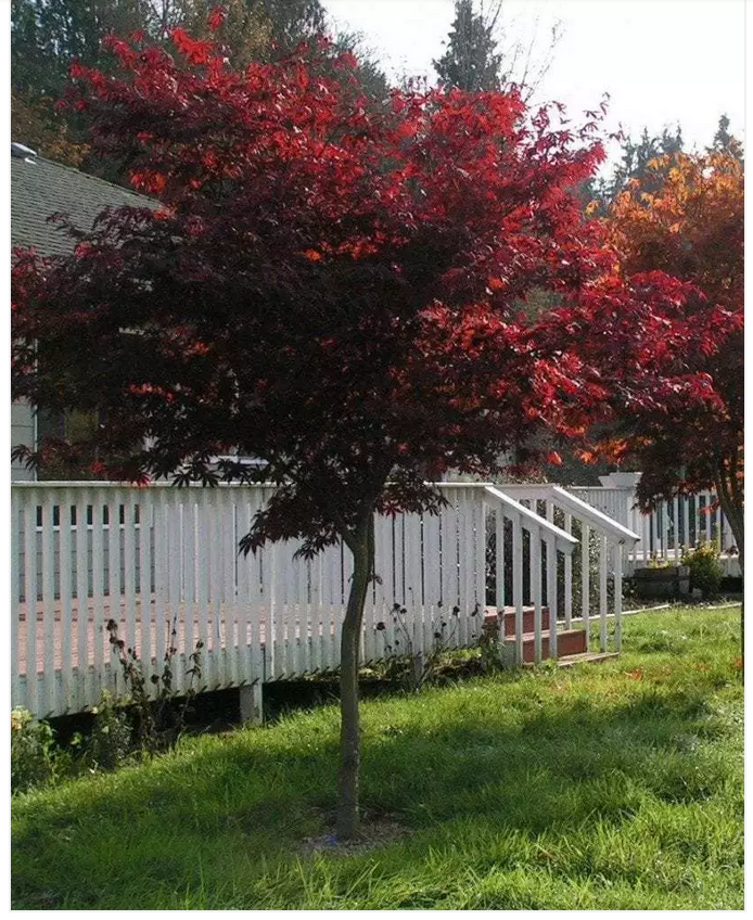Purple Japanese Maple - Acer pal. atropurpureum . This beautiful shade tree has purple foliage which turn scarlet during Autumn. It makes a fantastic statement piece in a garden, often planted near the front of the house as an ornamental feature. Image Via: https://leafland.co.nz/trees/acer-pal-atropurpureum-purple-japanese-maple/