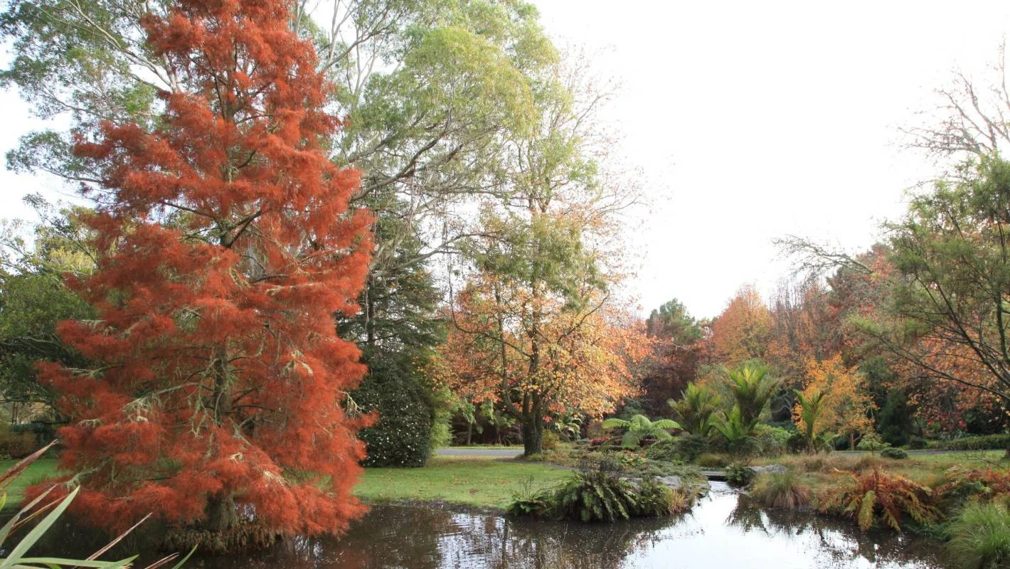 Swamp Cypress - Taxodium distichum Image via: https://www.stuff.co.nz/life-style/homed/garden/93734294/why-are-aucklands-autumn-leaves-so-colourful-this-year