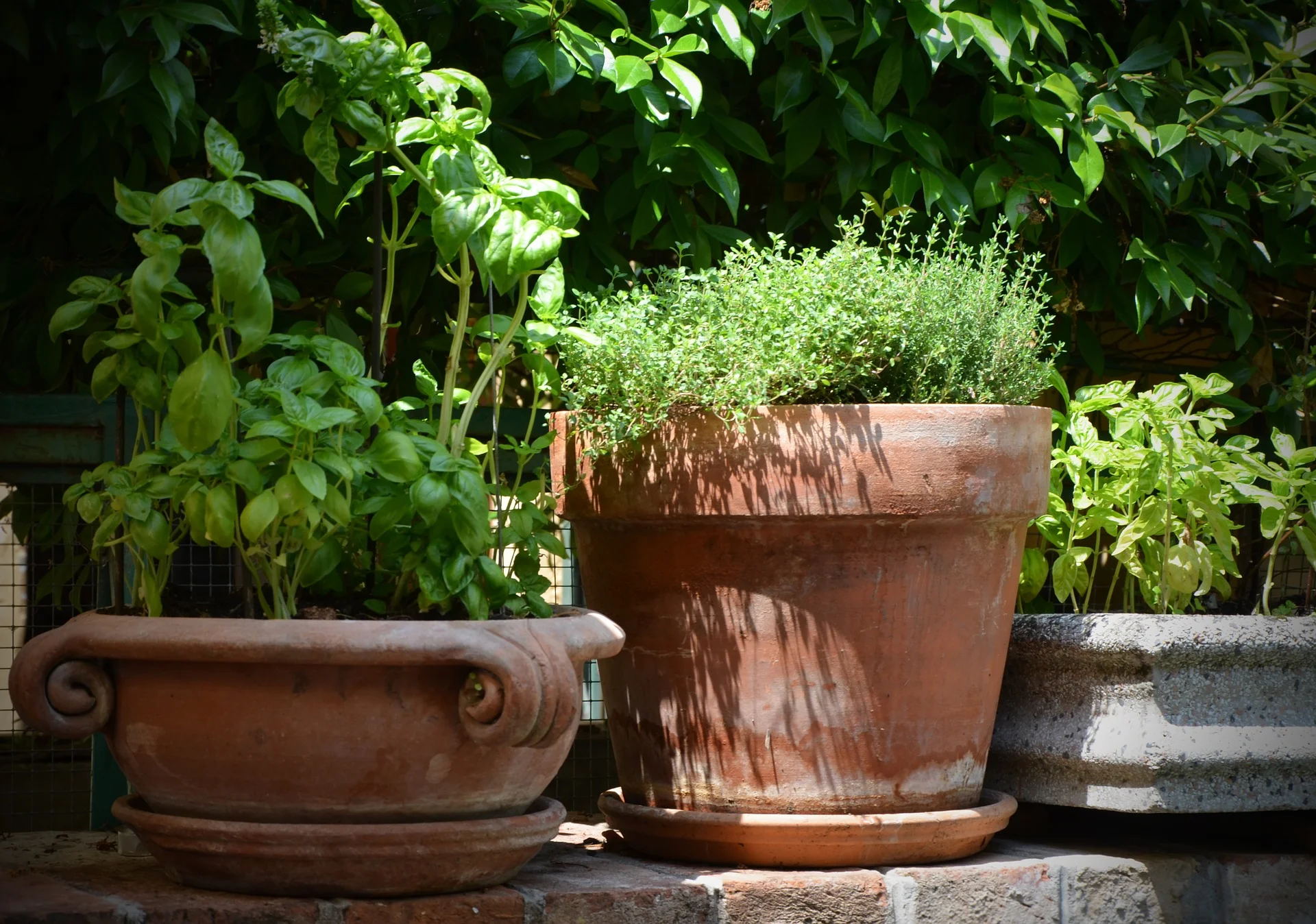 basil-1543444_1920.jpg