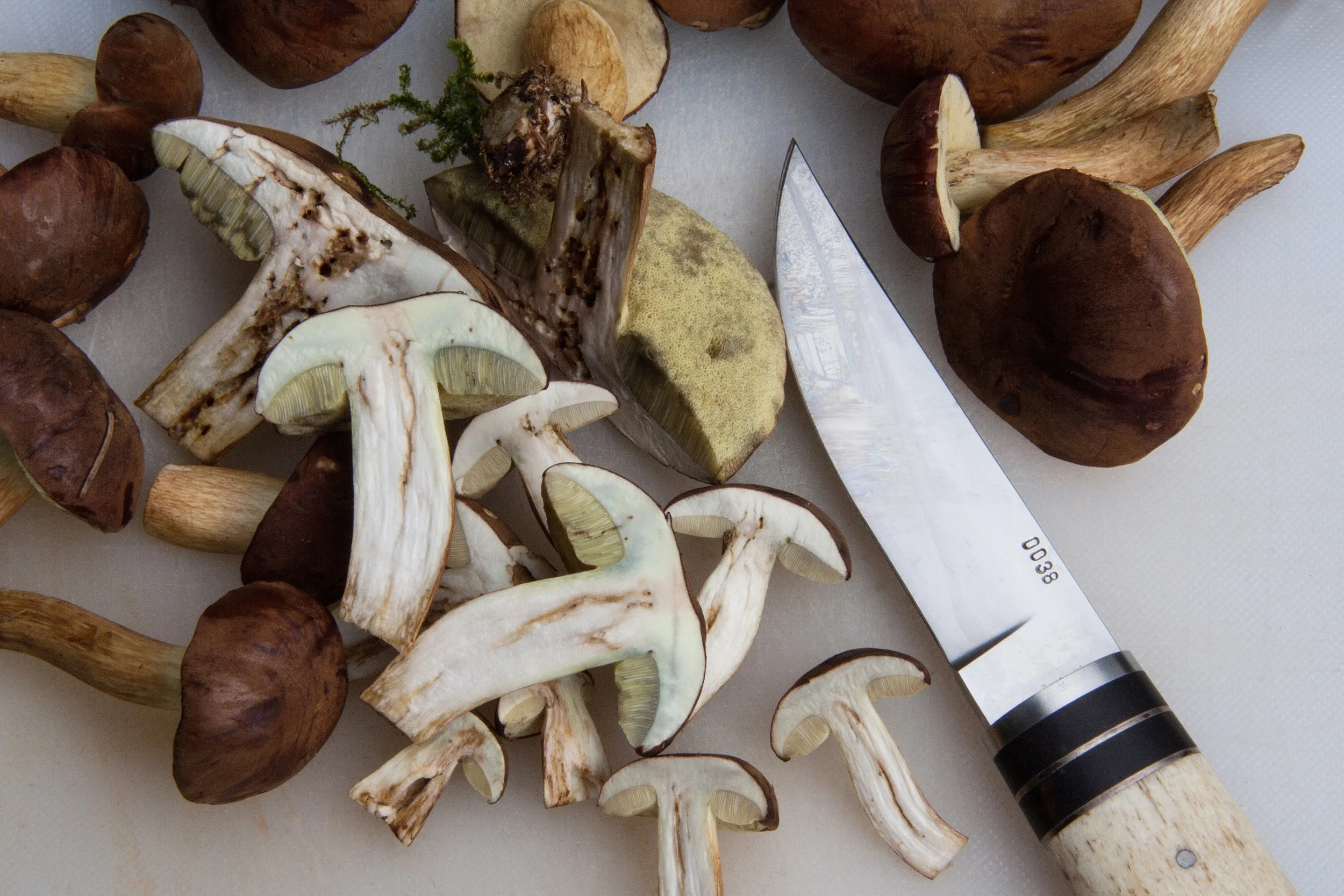 Wednesday, August 19, 6pm: Mad About Mushrooms