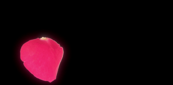 cloud-of-petals-tyler-pridgen-virtual-reality_01.gif
