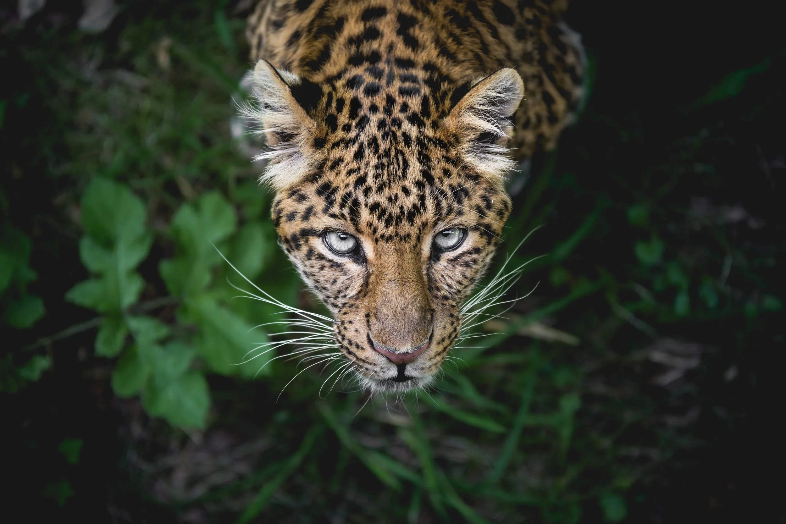 animal