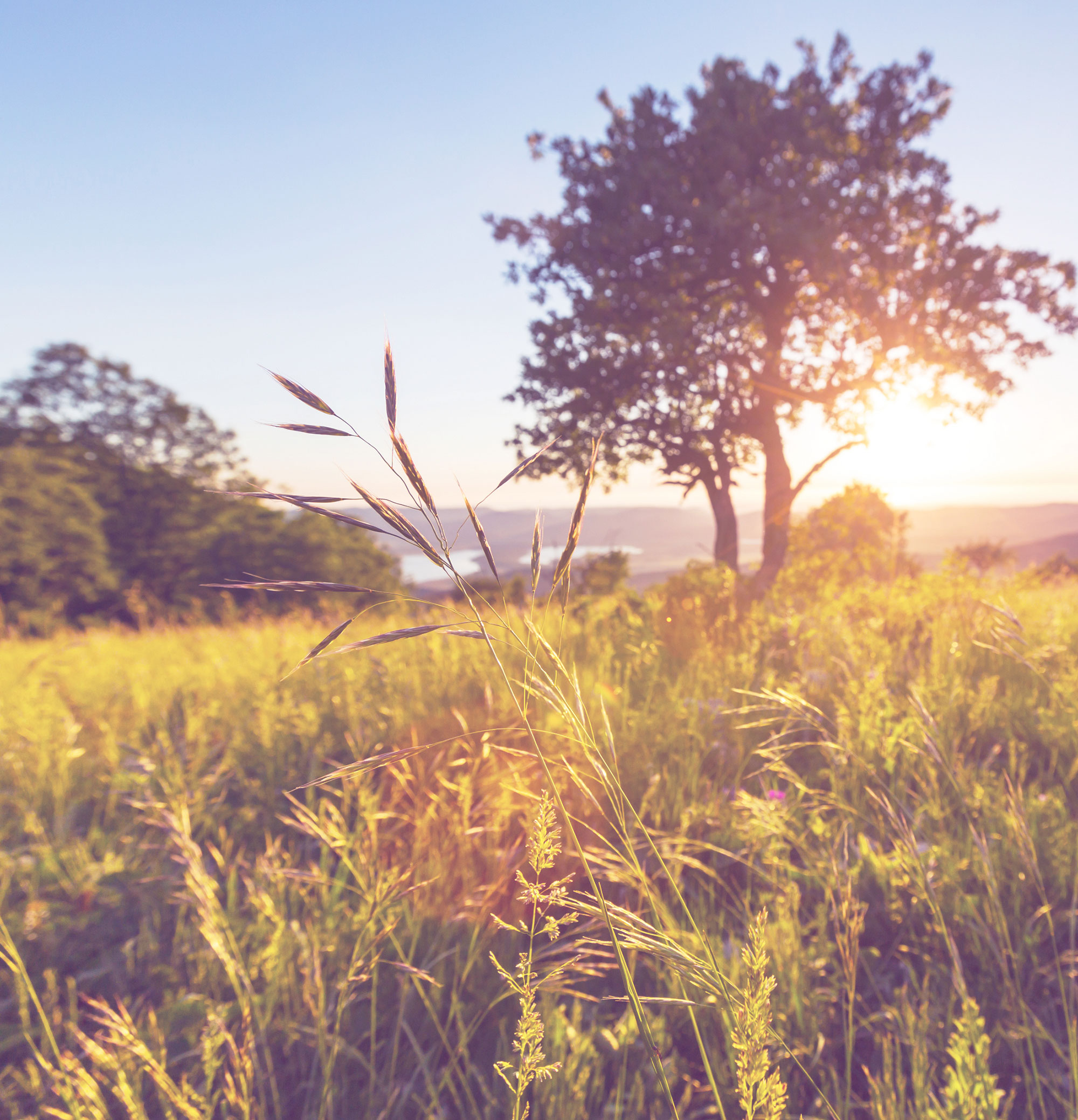 bigstock-meadow-in-mountains-62344016-(1).jpg