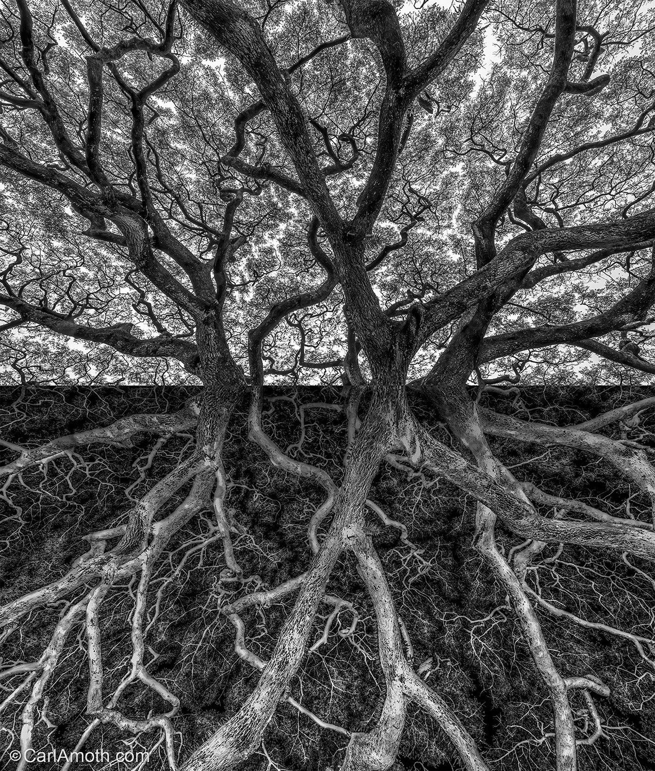 Deep Roots ~

Photographic artwork created from a single photo of the canopy of a massive monkey pod tree in Hawaii.

#photoartwork #abstractart #blackandwhite #bwphotography #tree #fineart #artwork #art
