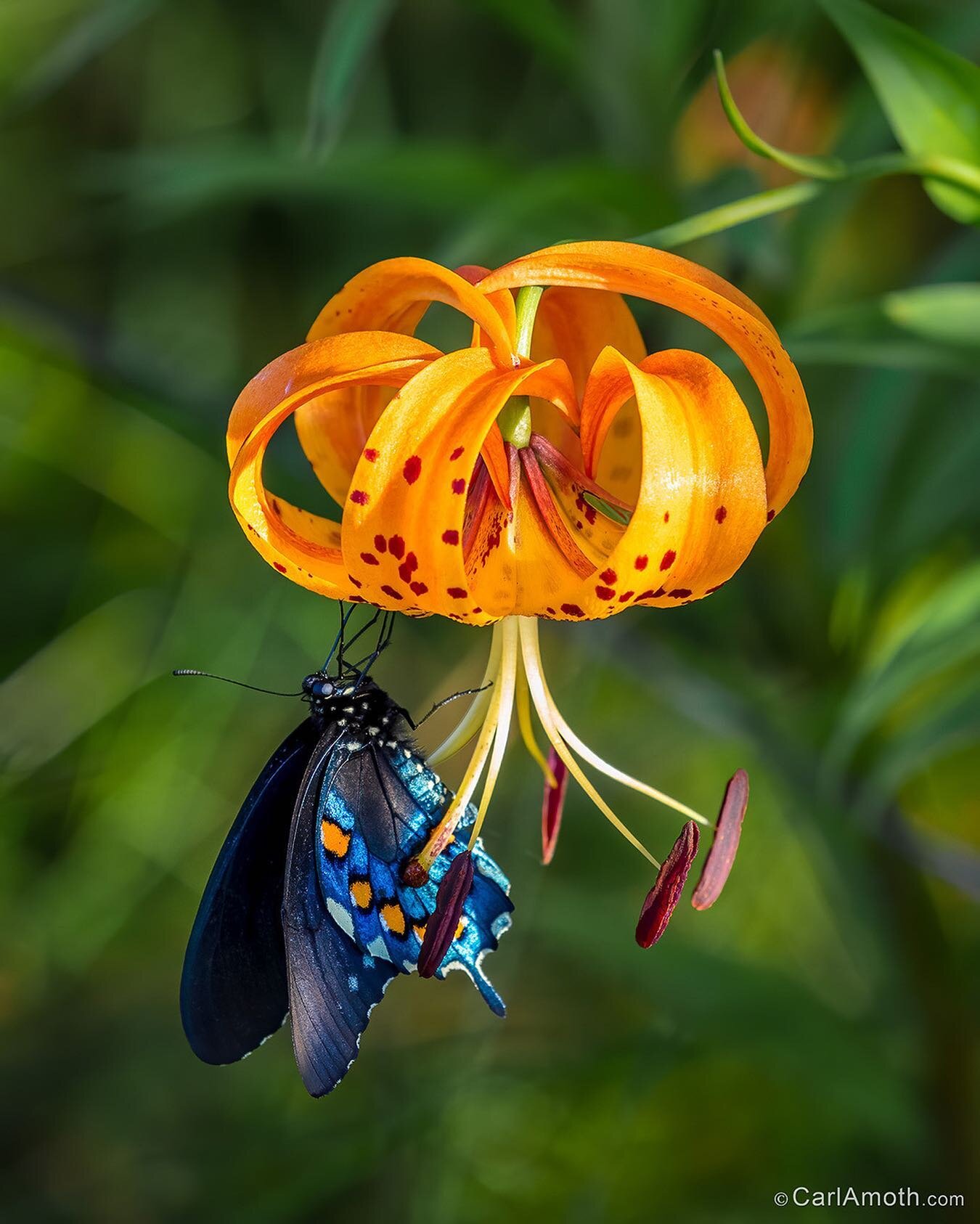 Nature's Perfection ~

Pipevine Swallowtail on a Turk's-cap Lily &mdash; photographed on my morning excursion along our mountain ridge.

#butterfly #butterflies #wildflowers #nature #naturephotography #blueridgemountains #blueridge #asheville