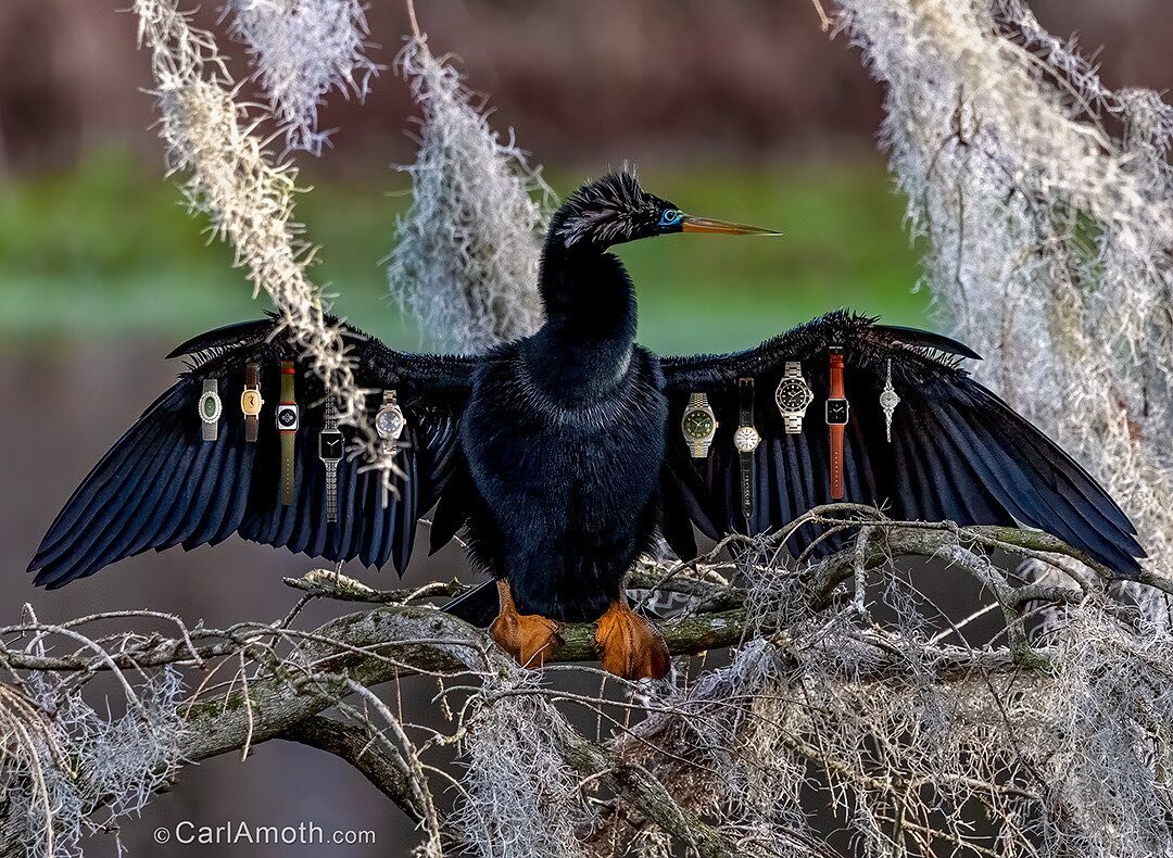 Anhinga Swamp Watch Vendor ~

I couldn't believe my eyes! I came across this anhinga selling watches to the other birds in the rookery. A once-in-a-lifetime money shot!! Yeah, yeah, I suppose I'm going a bit stir-crazy during my self-imposed home con