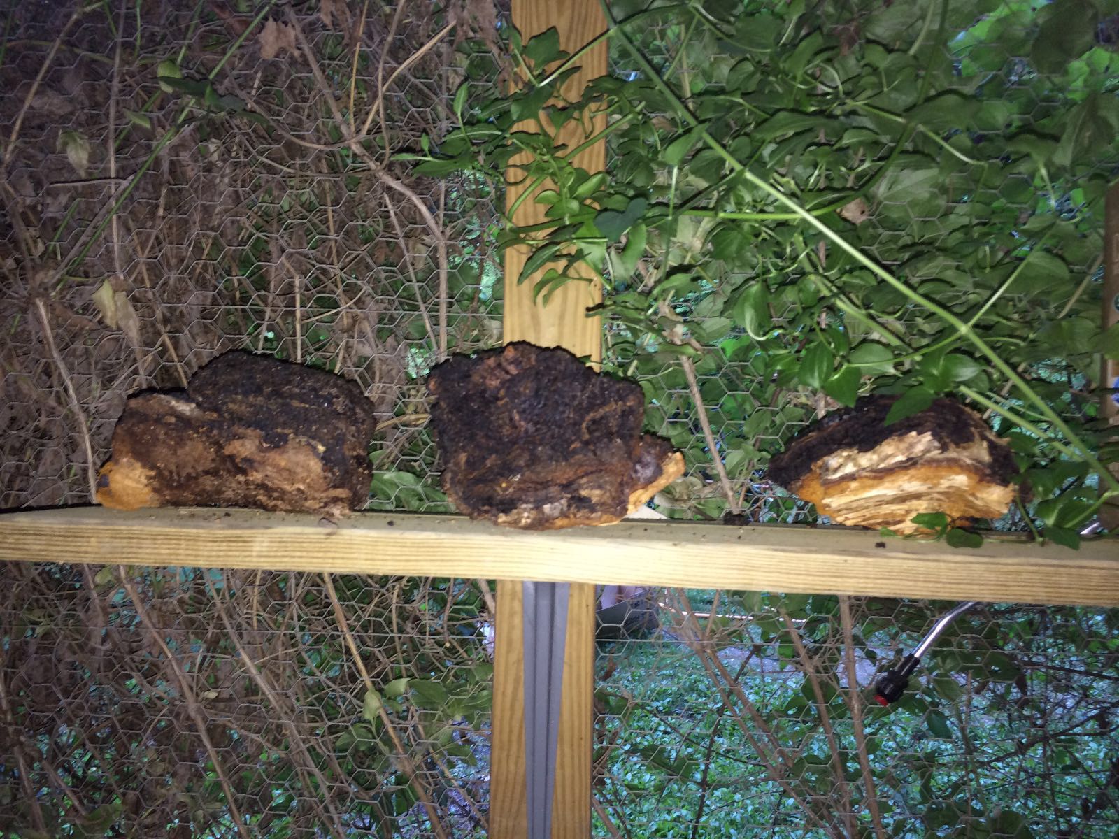 Dr. Mullaly harvests and dries the Chaga