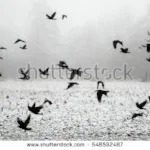 stock-photo-a-flock-of-crows-flying-above-the-frozen-field-548592487.jpg