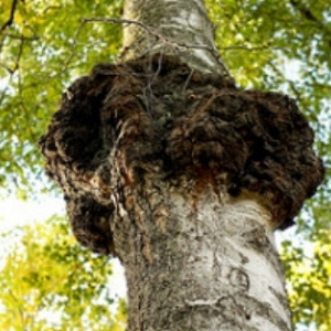 Chaga mushroom