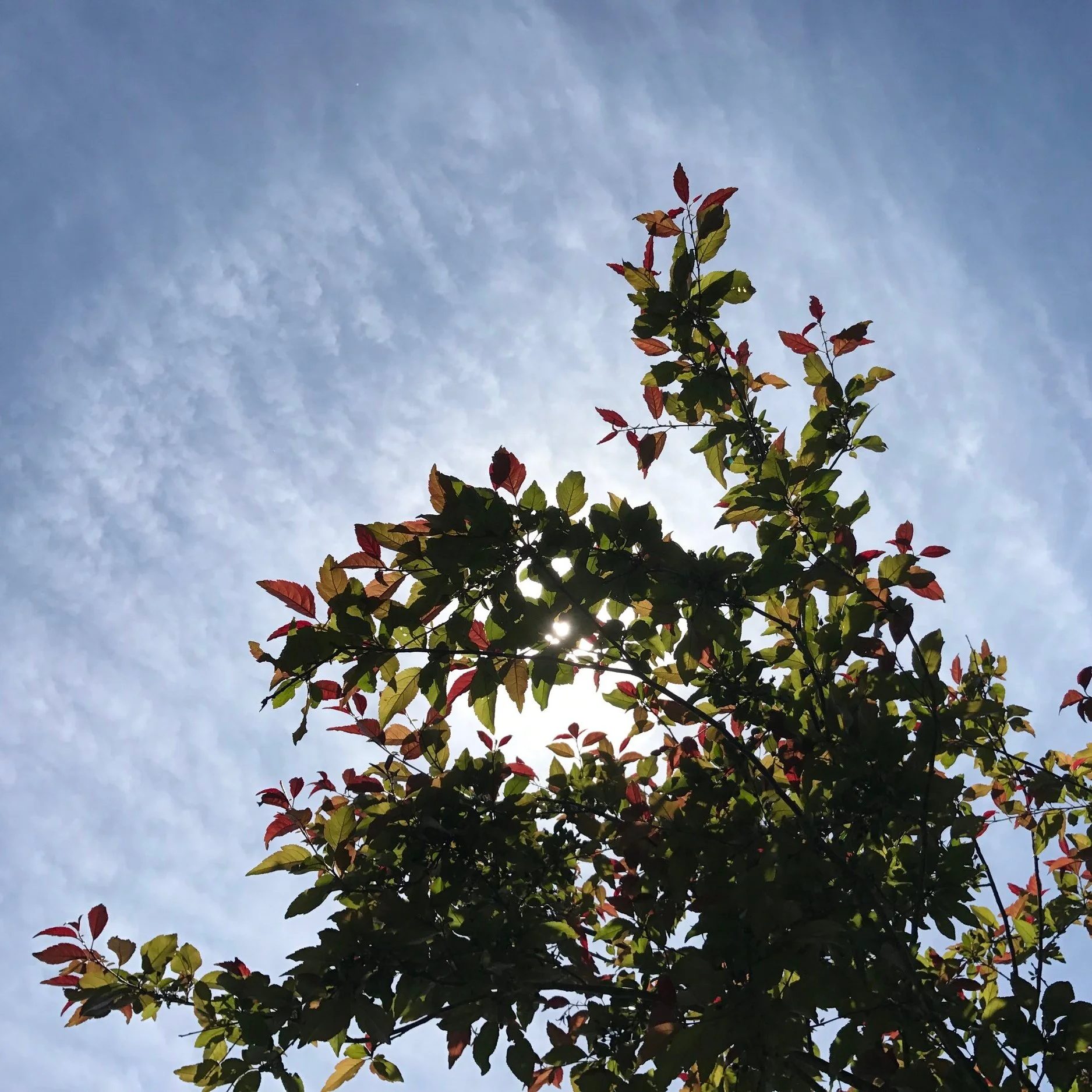 Nature Connection Challenge - Day 1