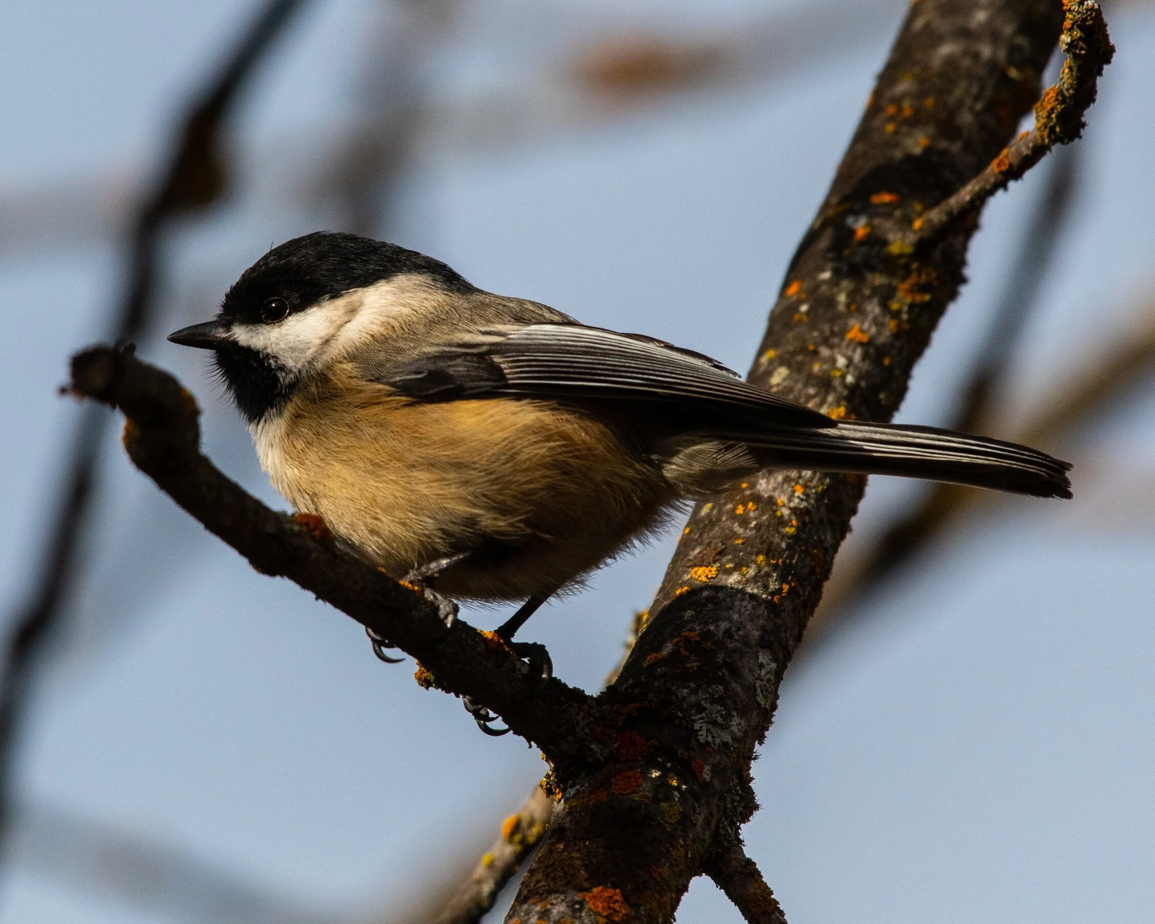 Nature Connection Challenge - Day 8