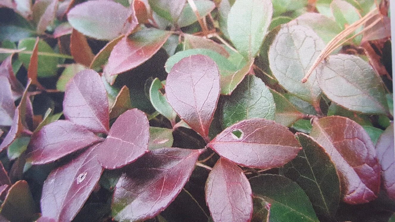 Nature Connection Challenge - Day 12