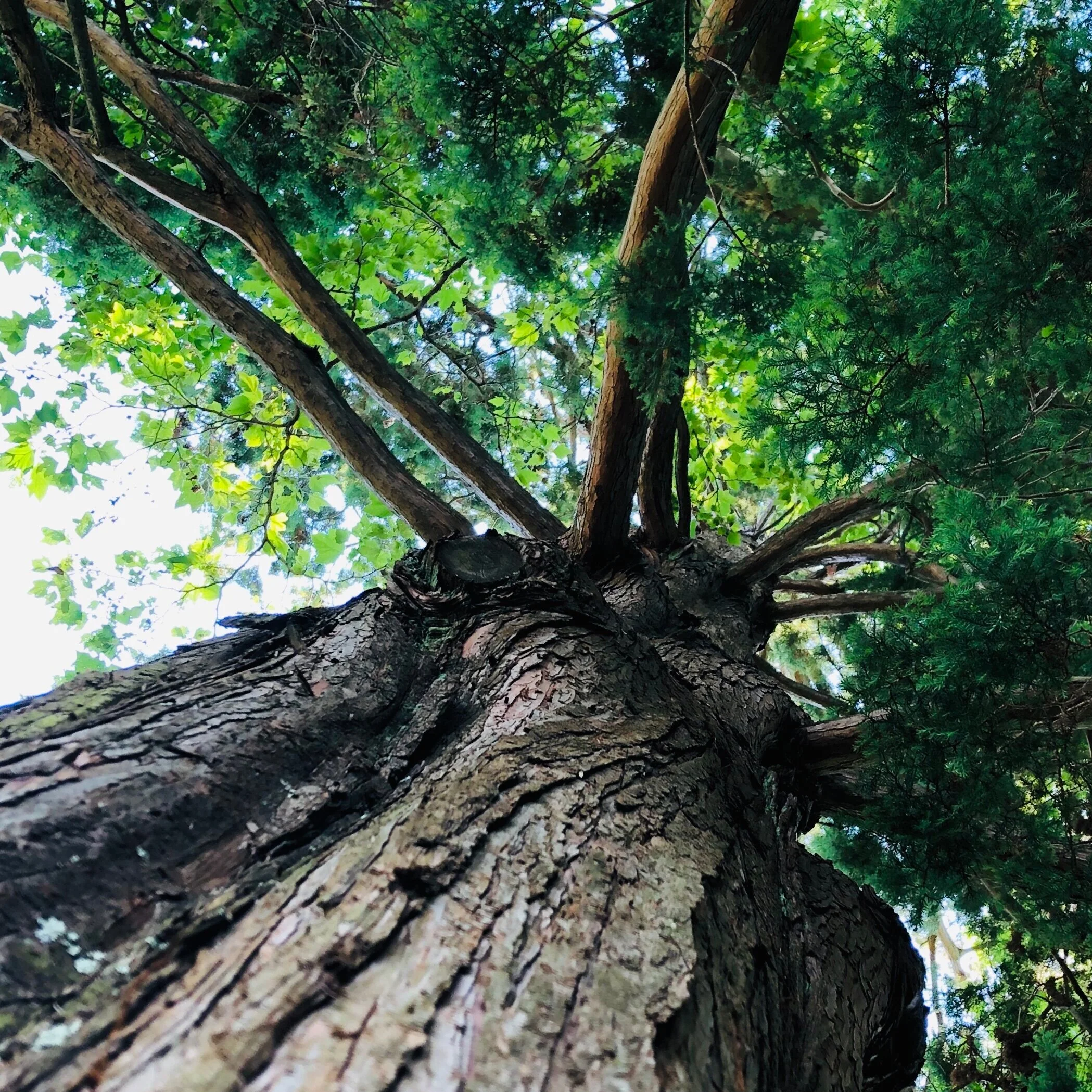 Nature Connection Challenge - Day 15