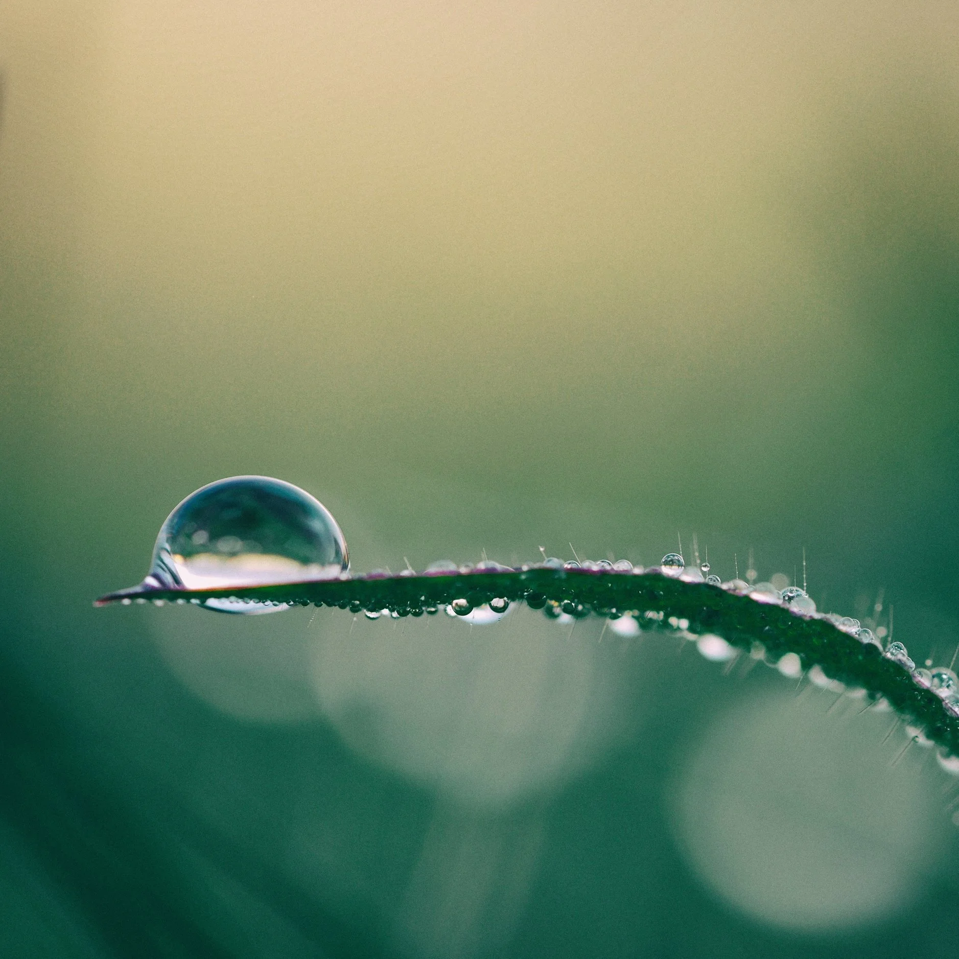 Nature Connection Challenge - Day 25