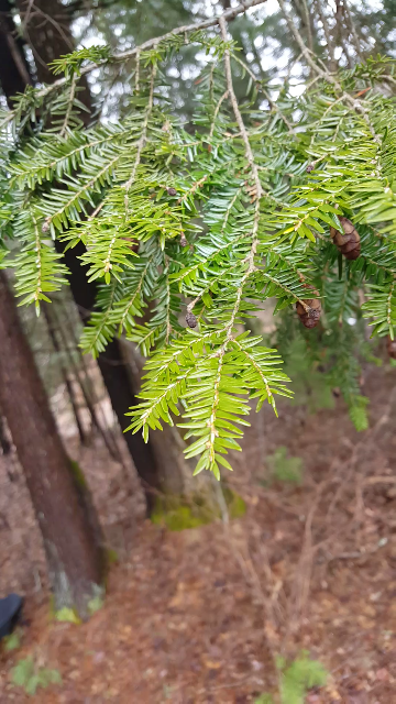 Nature Connection Challenge - Day 40