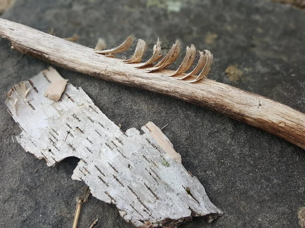 Nature Connection Challenge - Day 41