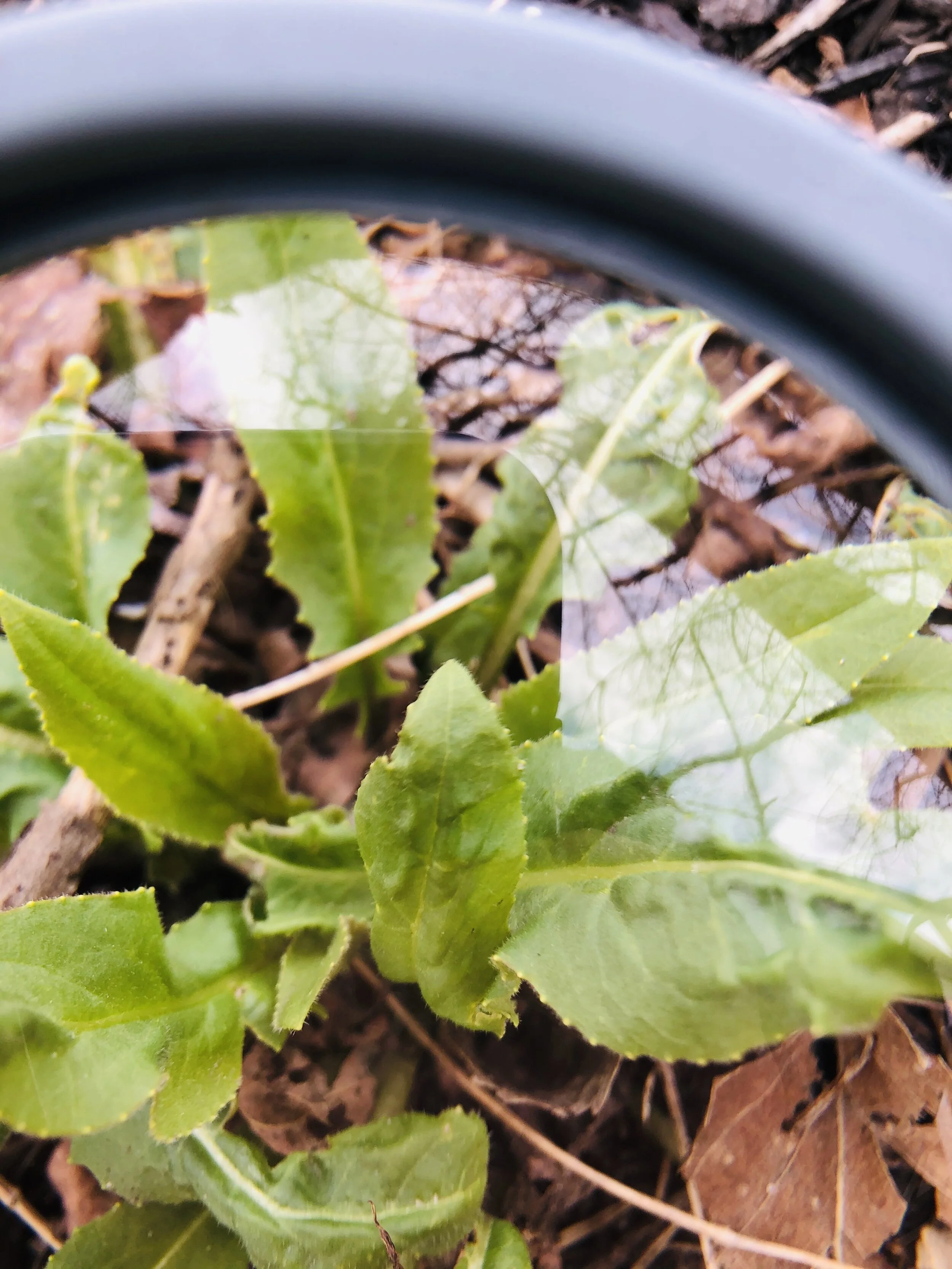 Nature Connection Challenge - Day 43