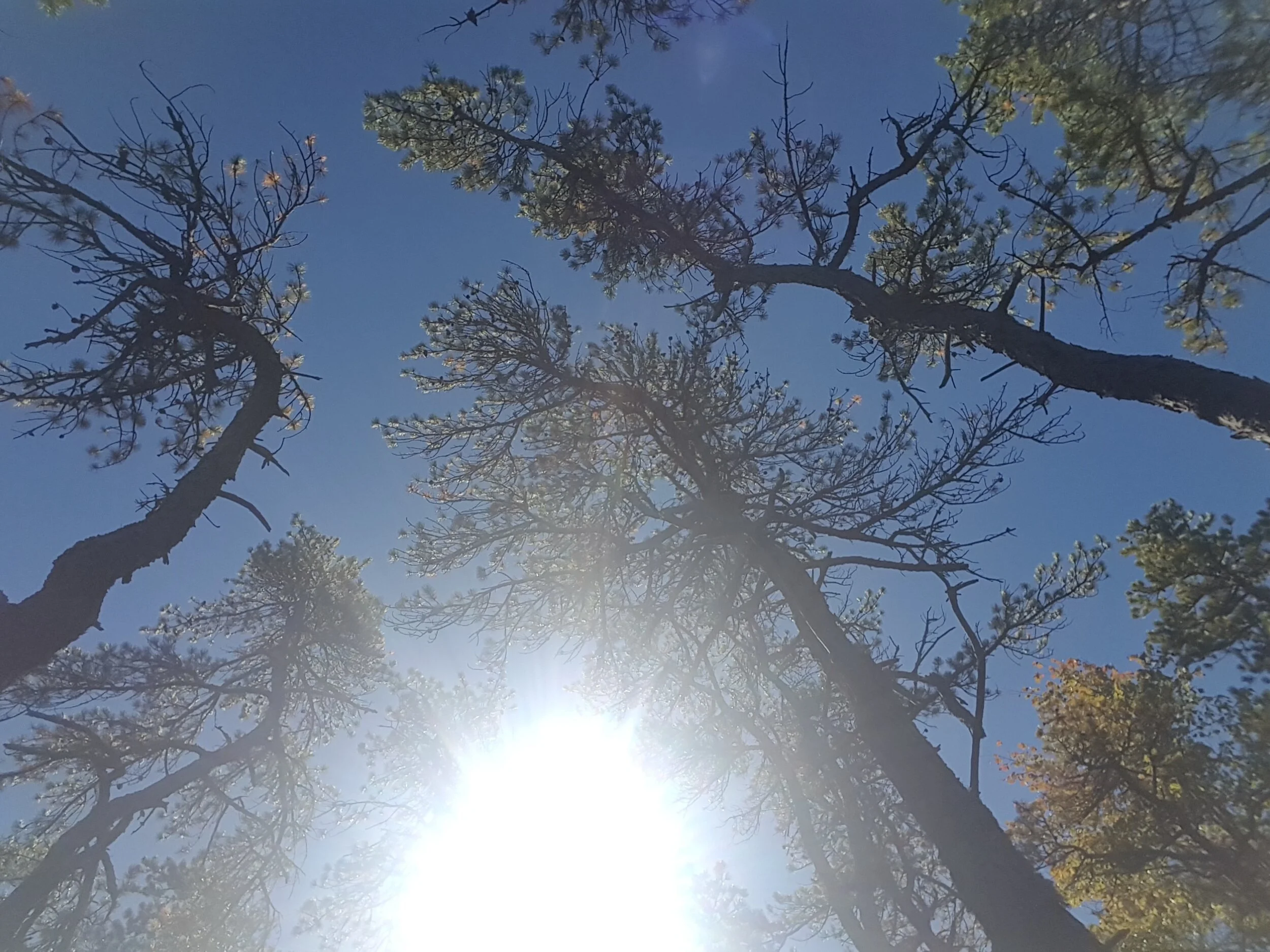 Nature Connection - Day 61