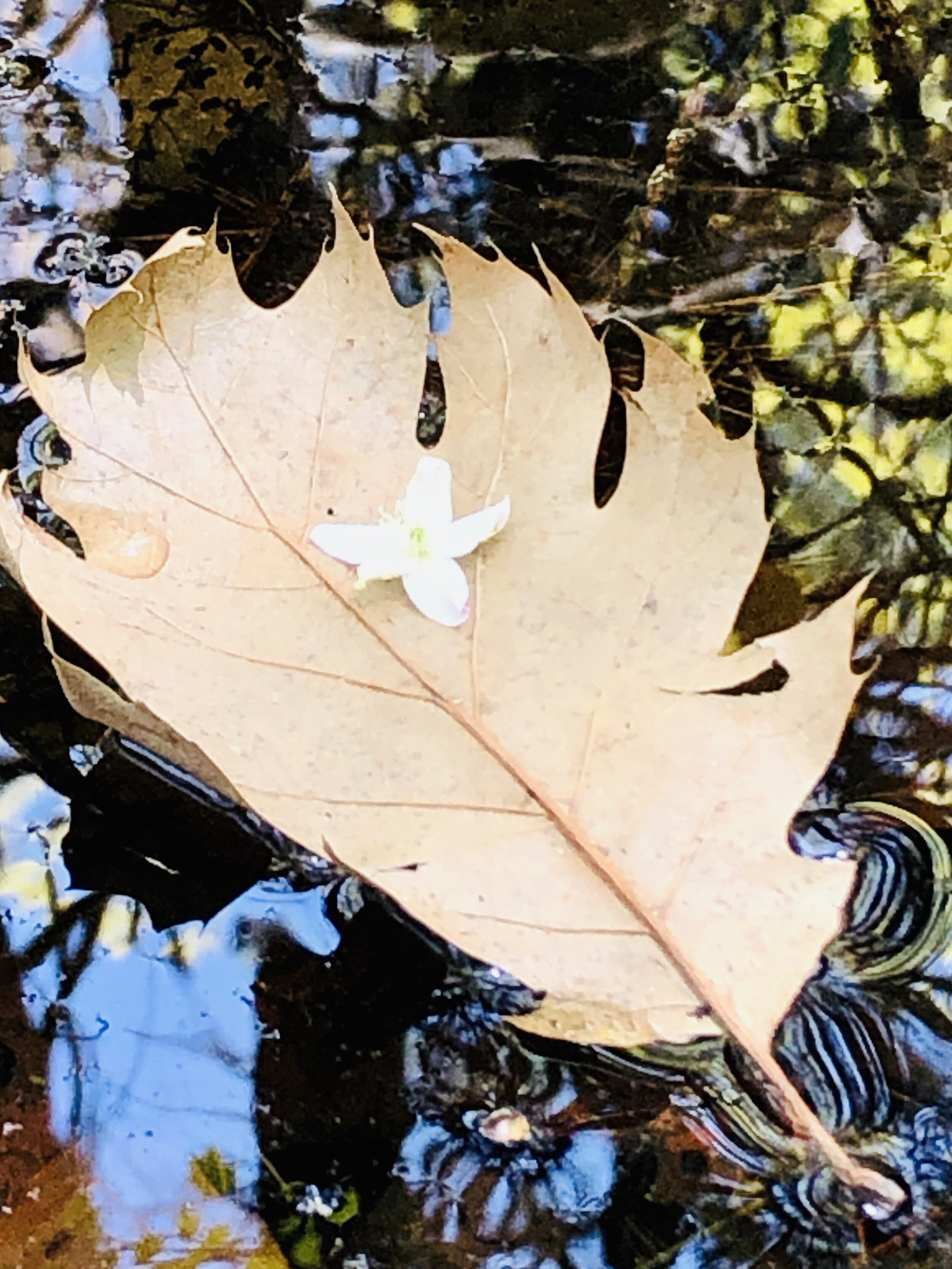 Nature Connection Challenge - Day 71