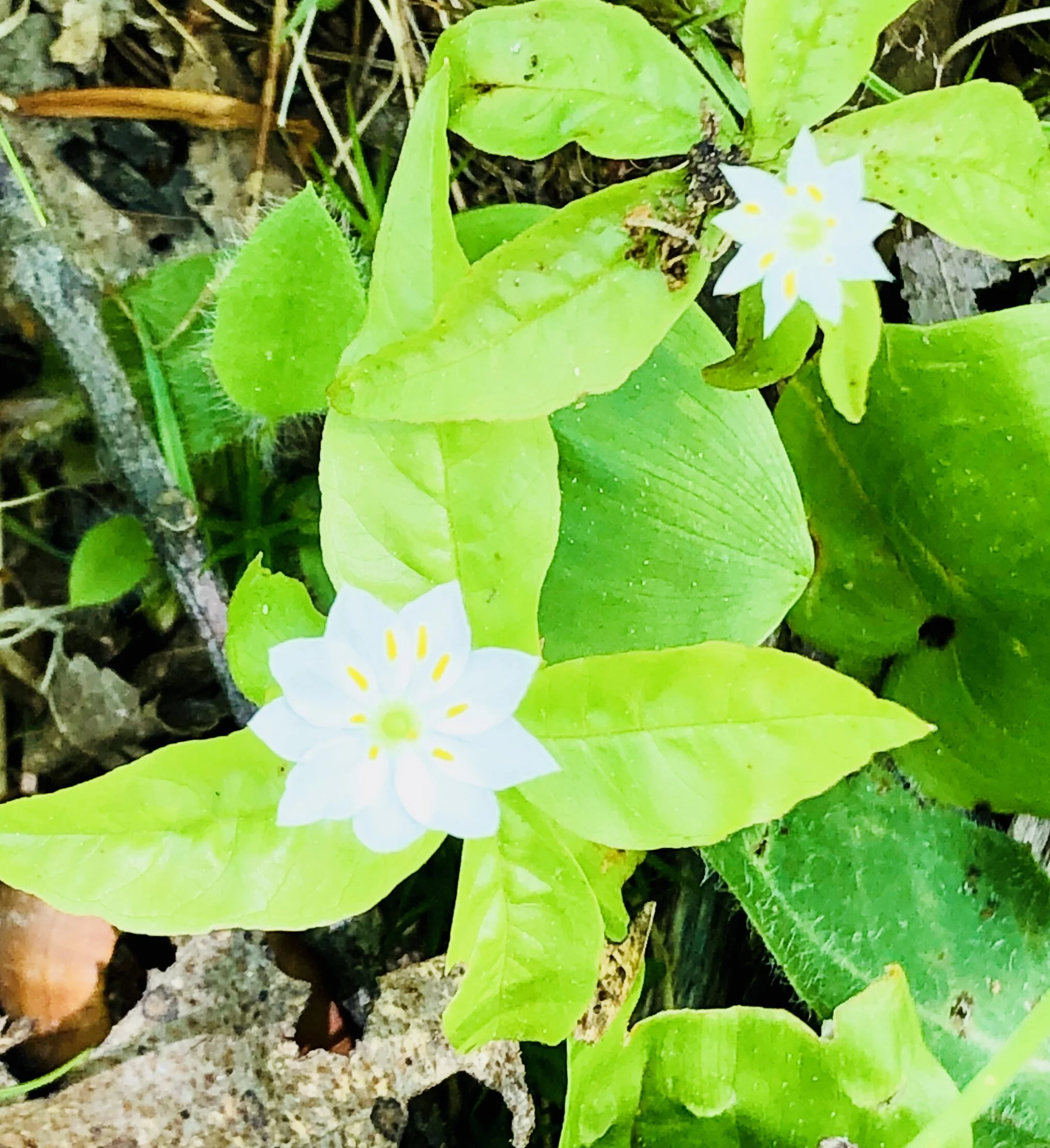 Nature Connection Challenge - Day 78