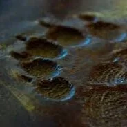 Nature Connection Challenge - Day 80