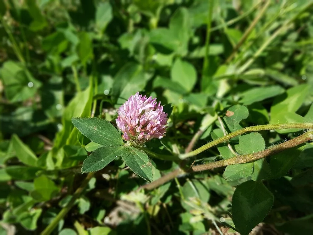 Nature Connection Challenge - Day 82